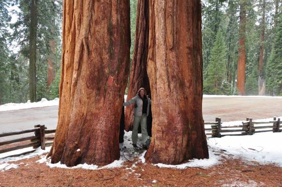 A Ana entre sequoias milenares no Sequoia National Park,  na Califórnia - EUA
